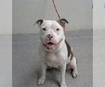 Small American Pit Bull Terrier