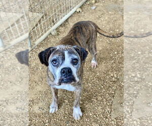 Boxer Dogs for adoption in Austin, TX, USA