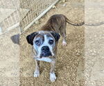 Small Boxer