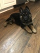 Small Photo #2 German Shepherd Dog Puppy For Sale in EAST LYME, CT, USA