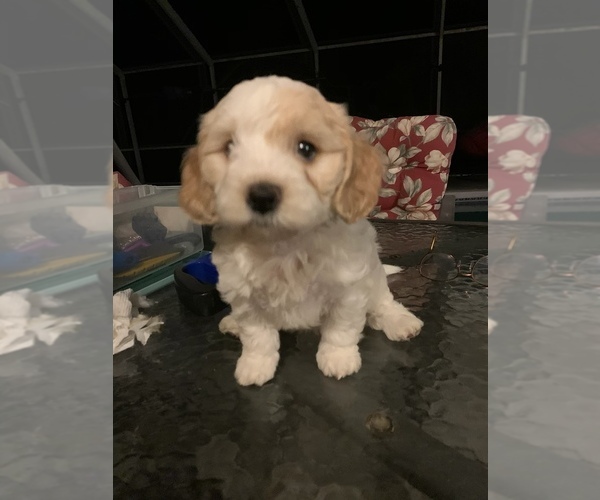 Medium Photo #11 Goldendoodle (Miniature) Puppy For Sale in EDGEWATER, FL, USA