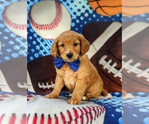 Goldendoodle (Miniature) Puppy for sale in DELTA, PA, USA