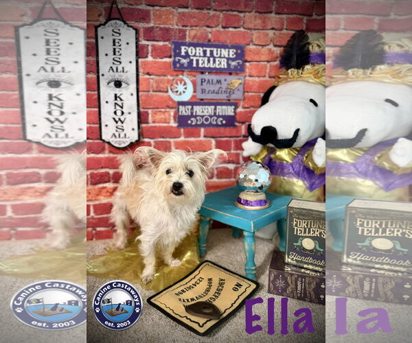 Medium Photo #2 Mutt Puppy For Sale in Arcadia, FL, USA