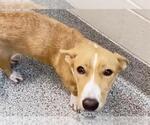 WENDY - Female Black Mouth Cur-Unknown Mix Dog for Adoption - Small photo