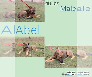 Mutt Dogs for adoption in FRAMINGHAM, MA, USA