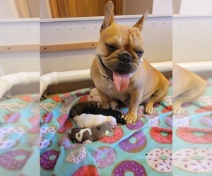 Mother of the French Bulldog puppies born on 10/21/2021