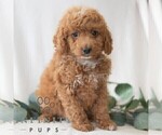 Small #2 Poodle (Miniature)
