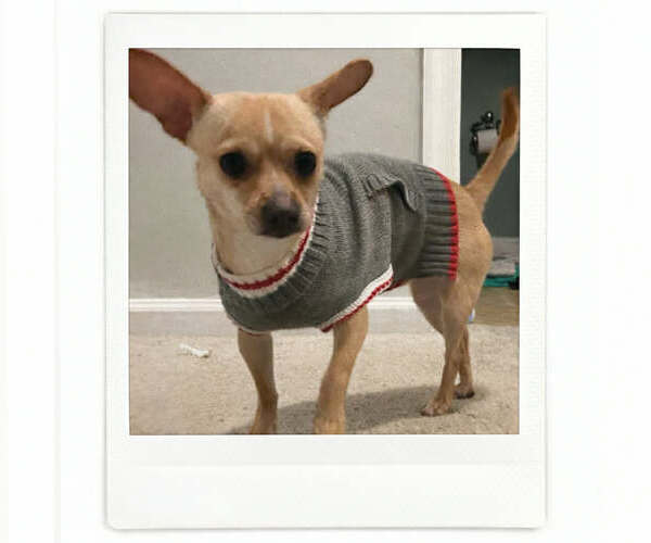 Medium Photo #2 Chihuahua Puppy For Sale in Gibbstown, NJ, USA