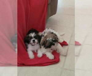 Shih Tzu Puppy for sale in FLORAL CITY, FL, USA