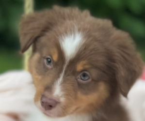Medium Miniature American Shepherd