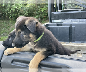 German Shepherd Dog Puppy for sale in WEST LIBERTY, KY, USA