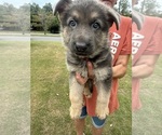 Puppy Red collar German Shepherd Dog