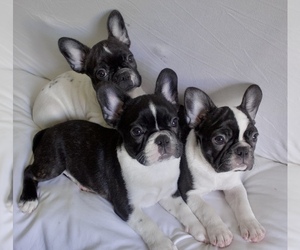 Faux Frenchbo Bulldog Puppy for sale in WOODINVILLE, WA, USA
