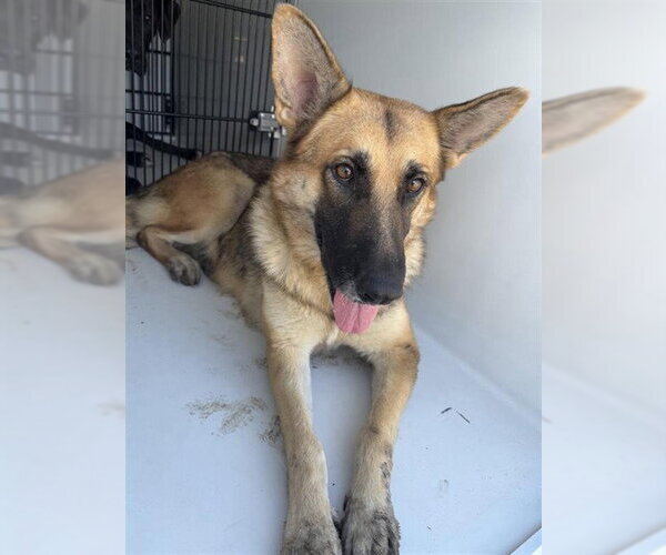 Medium Photo #1 German Shepherd Dog Puppy For Sale in Houston, TX, USA