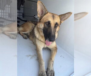 German Shepherd Dog Dogs for adoption in Houston, TX, USA