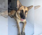 A663770 - Female German Shepherd Dog Dog for Adoption - Small photo
