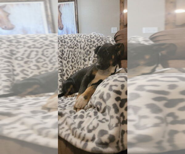 Medium Photo #3 Great Dane Puppy For Sale in FRAMINGHAM, MA, USA