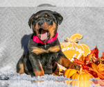 Small Rottweiler