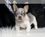Small #5 French Bulldog