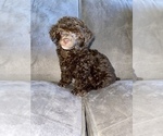 Small #13 Poodle (Toy)