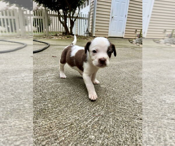 Medium Photo #3 Mutt Puppy For Sale in Mooresville, NC, USA