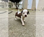 Small #2 Mutt