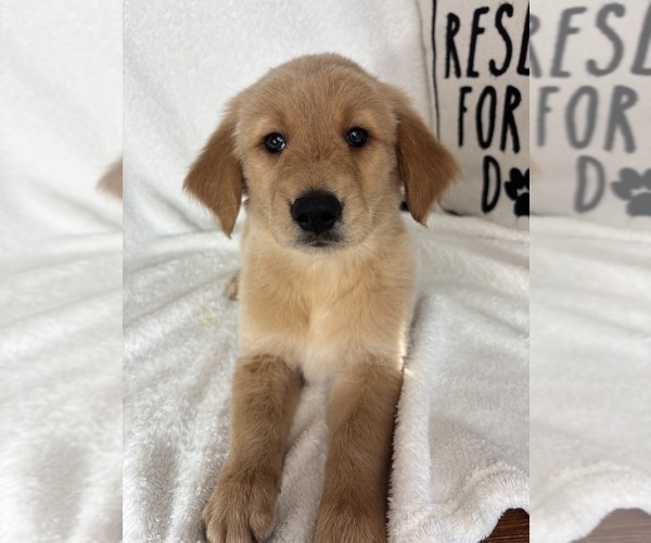 Medium Photo #1 Golden Retriever Puppy For Sale in GREENFIELD, IN, USA