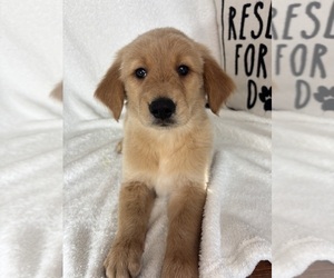 Golden Retriever Puppy for sale in GREENFIELD, IN, USA