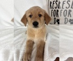 Gunner - Male Golden Retriever Puppy for Sale - Small photo