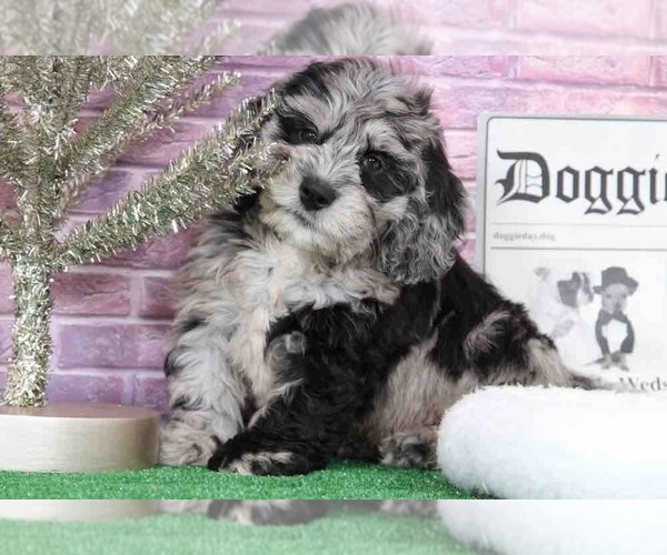 Medium Photo #6 Bernedoodle Puppy For Sale in BEL AIR, MD, USA