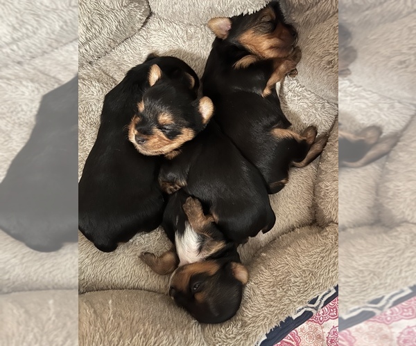 Medium Photo #1 Yorkshire Terrier Puppy For Sale in BELTON, TX, USA
