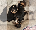 Small Photo #1 Yorkshire Terrier Puppy For Sale in BELTON, TX, USA