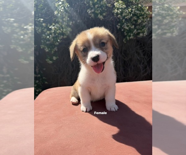 Medium Photo #5 Corgi-Aussie Puppy For Sale in OAKDALE, CA, USA