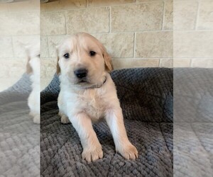 Golden Retriever Puppy for sale in ORO VALLEY, AZ, USA