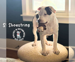 Small #4 Staffordshire Bull Terrier Mix