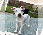 Small #1 Mutt