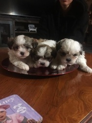 Mal-Shi Puppy for sale in MONTGOMERY, IL, USA