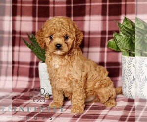 Cavapoo Puppy for sale in PARADISE, PA, USA