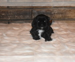 Small Photo #9 Shih Tzu Puppy For Sale in FRESNO, CA, USA
