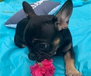 French Bulldog Puppy for sale in MIAMI, FL, USA