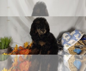 Poodle (Miniature) Puppy for sale in W FIELD, NC, USA