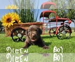 Puppy Green boy Labrador Retriever