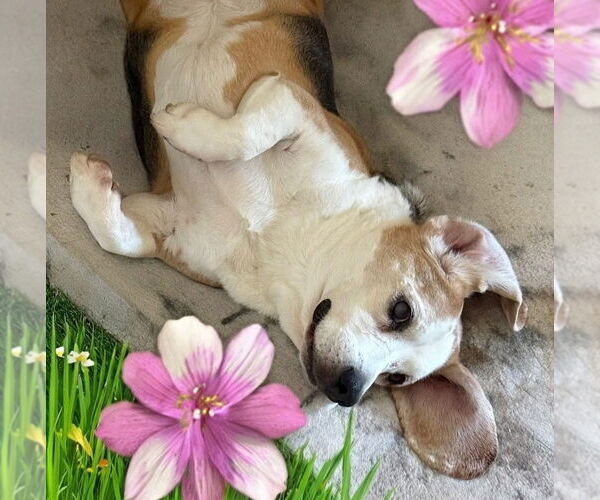 Medium Photo #4 Beagle Puppy For Sale in Apple Valley, CA, USA