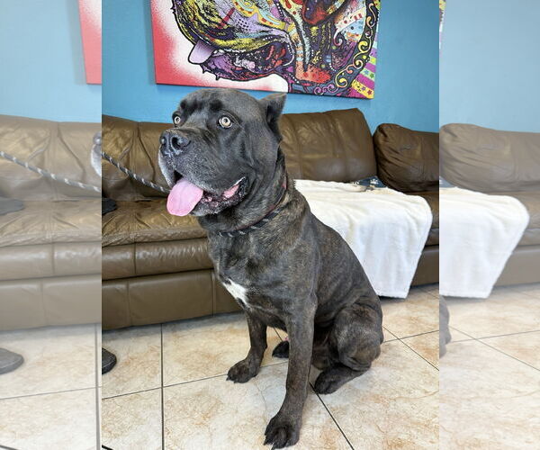 Medium Photo #7 Mutt Puppy For Sale in Goodyear, AZ, USA