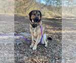 Small #2 Anatolian Shepherd-Great Pyrenees Mix