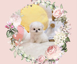 Small Maltese