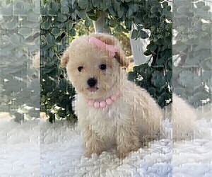 Poodle (Toy) Puppy for sale in MIAMI, FL, USA