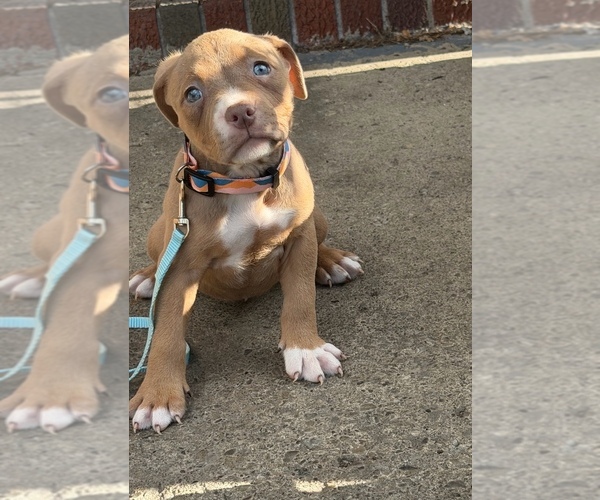 Medium Photo #2 American Bully Puppy For Sale in BUFFALO, NY, USA