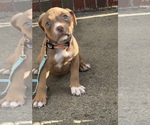 Small #1 American Bully