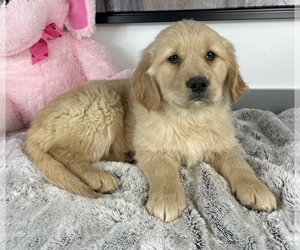 Golden Retriever Puppy for sale in FRANKLIN, IN, USA